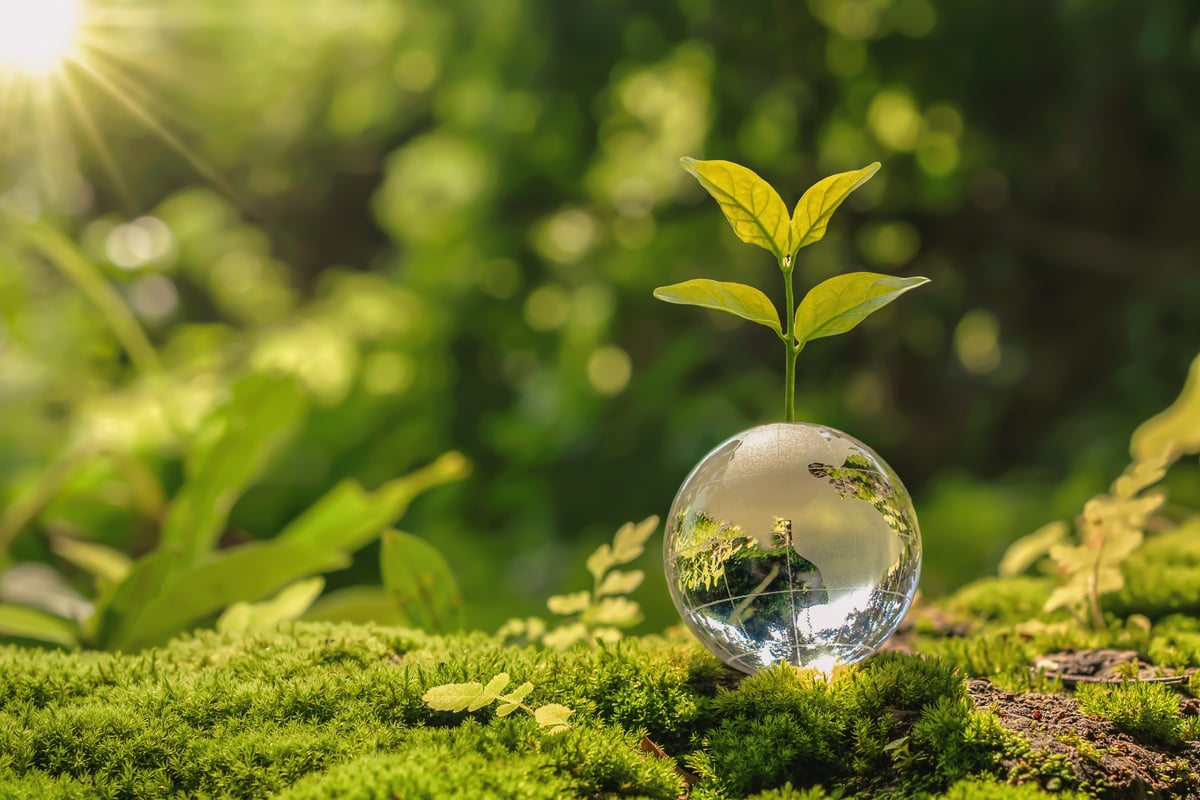 lass globe ball with tree growing and green nature blur background. eco earth day concept